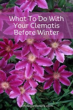 pink flowers with the words what to do with your clematis before winter