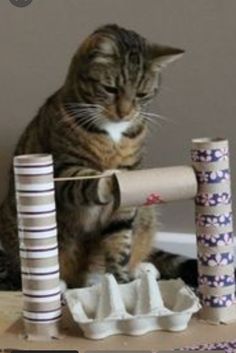 a cat sitting on top of a wooden table next to stacks of toilet paper and rolls