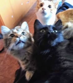 three cats sitting on the floor looking up at something in the air with their eyes wide open