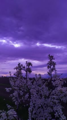 white flowers are blooming in the foreground and purple clouds above them on a cloudy day