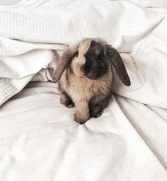 a small rabbit sitting on top of a bed under a white blanket and covering it's head