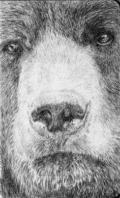 a black and white photo of a bear's face