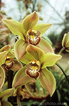 yellow orchids blooming in a garden setting