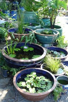 there are many pots with plants in them on the ground and one is filled with water