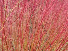 red grass with yellow stems in the foreground