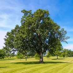 a large tree in the middle of a grassy field