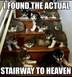 a bunch of kittens are sitting on the stairs with caption that reads, i found the actual stairway to heaven