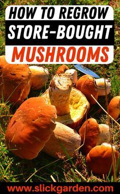 mushrooms growing in the grass with text overlay how to regrow store - bought mushrooms