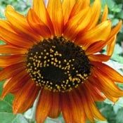 an orange sunflower with black center surrounded by green leaves