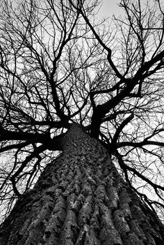 looking up at the top of a tall tree with no leaves on it's branches