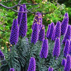 purple flowers are blooming in the garden