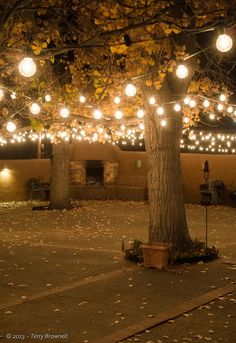 a tree with lights hanging from it's branches