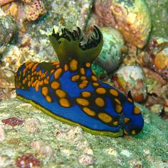 a blue and orange sea slug sitting on top of a rock covered in corals