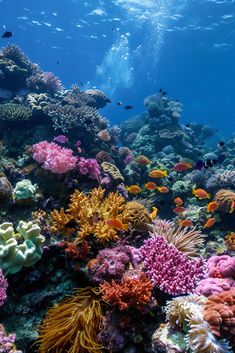 an underwater view of colorful corals and fish