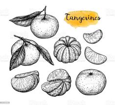 tangerines with leaves and slices drawn in ink on white paper, hand drawn illustration