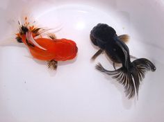 two goldfish in a white bowl one is black and the other has orange fins