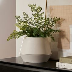 a potted plant sitting on top of a table next to a stack of books