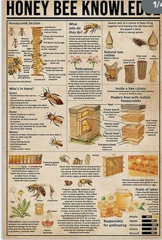 an old poster shows honeybees, bees and other things in their natural habitat