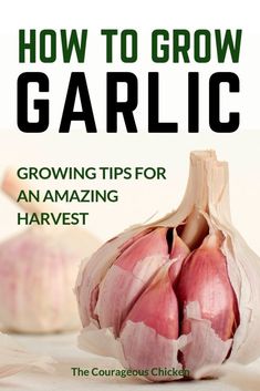 the cover of how to grow garlic growing tips for an amazing harvest