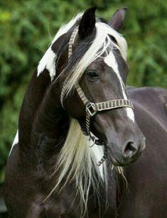 a black and white horse with blonde hair