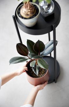 two potted plants sitting on top of a black table next to a person's hand