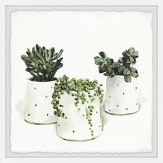 three white pots with plants in them