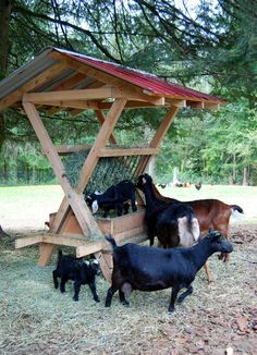 a group of goats standing under a wooden shelter