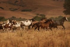 a herd of horses running across a dry grass field