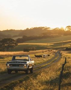 a pickup truck driving down a country road with cows grazing in the field behind it