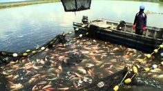 a man standing on the side of a boat filled with lots of fish in water