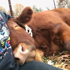 a brown cow laying on top of a person's lap next to a fence