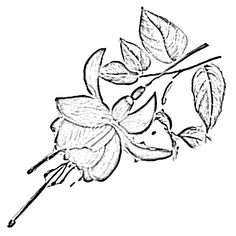 a drawing of a flower with leaves on it