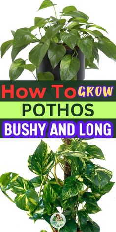 Pothos Plant Care | Indoor Plant Problems -Pothos growth rate factors -How To Grow Pothos Fast
-Tips for growing bushy Pothos
-Pothos rapid growth techniques
-Cultivating long and lush Pothos
-Pothos growth speed and care
-Encouraging bushier Pothos plants
-Strategies for faster Pothos growth
-Pruning methods for fuller Pothos
-Fertilizing for optimal Pothos growth
-Pothos propagation for bushiness
-Ideal soil mix for growing Pothos
-Light exposure for fast-growing Pothos How To Get Pothos To Vine, Long Pothos, Pothos Climbing Ideas, Inside House Plants, Pothos Plants, Snake Plant Care, Plants House