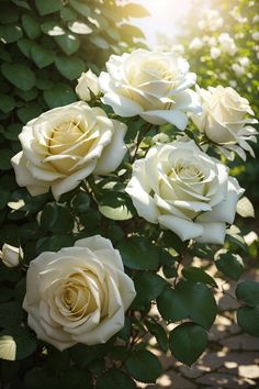 white roses are blooming in the sun on a sunny day, with green leaves