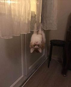 a cat hanging upside down from a window