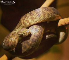 a close up of a snake on a branch