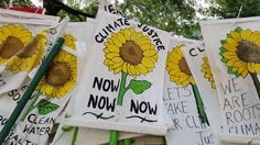 sunflowers are hung on the clothes line in front of trees and other signs