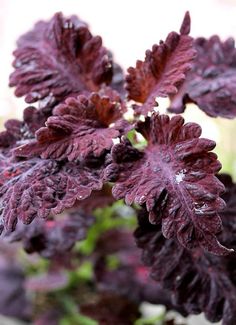 the front cover of black dragon coleons, with red leaves and green foliage in the background