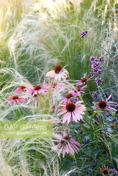 some pink flowers and grass in the sun