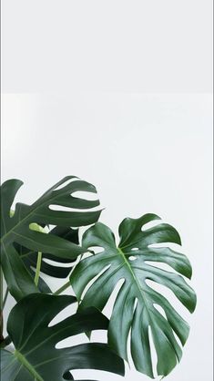 a green plant with large leaves against a white background