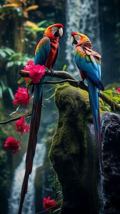 two colorful parrots sitting on a branch in front of a waterfall with pink flowers