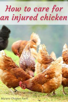 a group of chickens standing on top of a grass covered field with the words how to care for an injured chicken