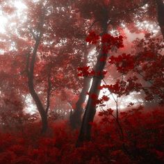 red leaves on trees in the foggy forest