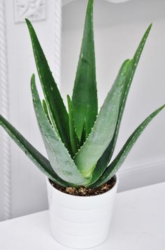 an aloem plant in a white pot on a table