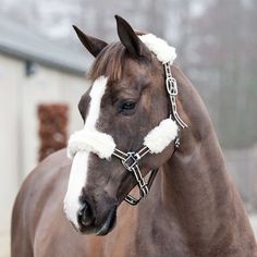 a brown and white horse wearing a bridle