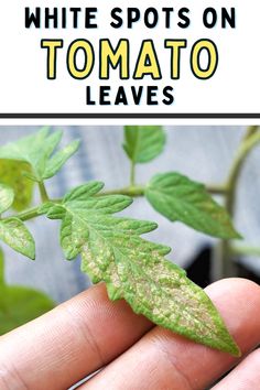 white spots on tomato leaves in the palm of someone's hand with text overlay