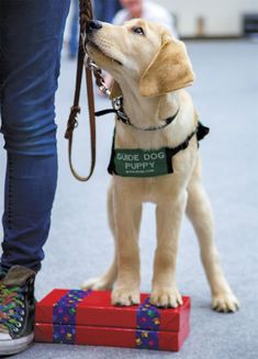 a guide dog puppy standing on top of two red boxes while being held by its owner