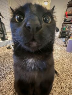 a black cat is sitting on the floor looking up at the camera with big eyes