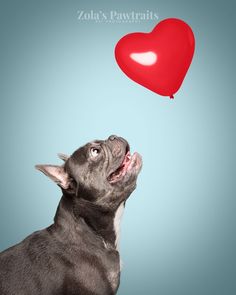 a dog looking up at a red heart floating in the air with its mouth open