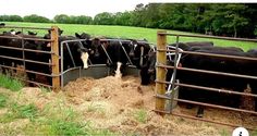 a herd of cattle standing next to each other on a lush green field